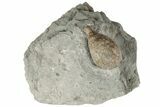 Cystoid (Holocystites) Fossil - Indiana #191004-1